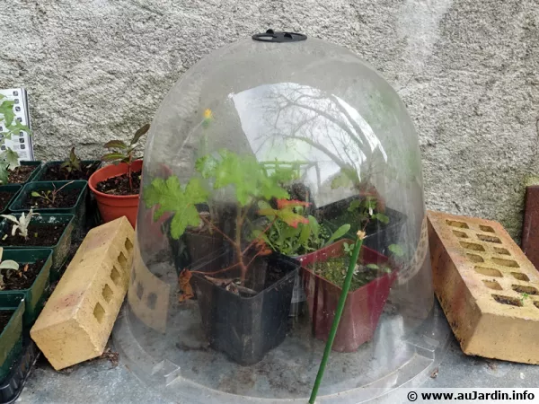 Boutures  l'touffe sous cloche en plastique