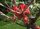 Kurrajong nain, Sterculie nain, Brachychiton bidwidii