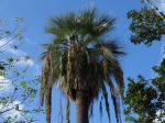 Palmier bleu du Mexique, Brahea armata