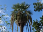 Palmier bleu du Mexique, Brahea armata