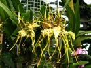 Orchid�e araign�e, Brassia