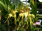 Orchide araigne, Brassia