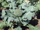 Chou, Brassica oleracea
