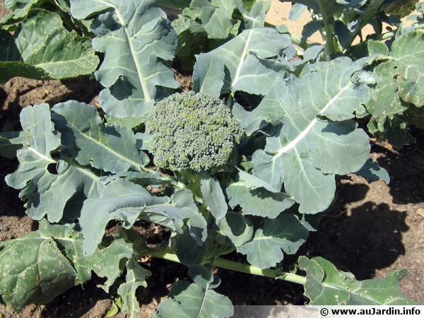 Chou brocoli