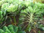 Chou de Bruxelles, Brassica oleracea var. gemmifera Chou de Bruxelles, Brassica oleracea var. gemmifera