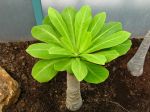 Palmier Hawaïen, Brighamia insignis Palmier Hawaïen, Brighamia insignis