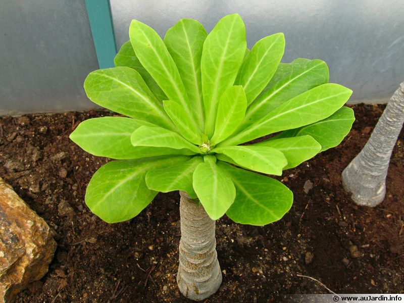 Palmier hawaïen, Brighamia remarquable, Palmier de Brigham, Brighamia insignis planter