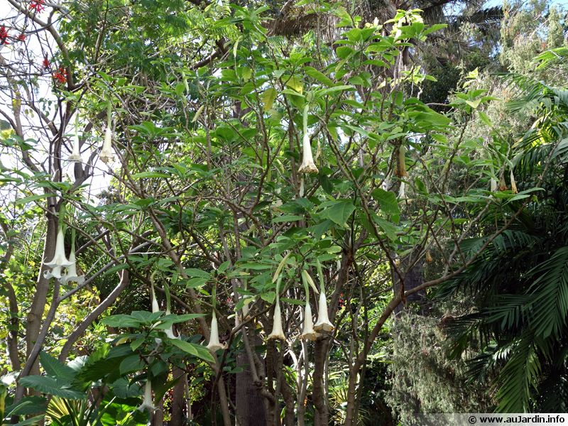 Trompette du jugement, Trompette des anges, Datura, Brugmansia arborea planter, cultiver