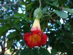 Trompette du jugement écarlate, Trompette des anges écarlate, Datura écarlate, Brugmansia sanguin, Brugmansia sanguinea Trompette du jugement écarlate, Trompette des anges écarlate, Datura écarlate, Brugmansia sanguin, Brugmansia sanguinea