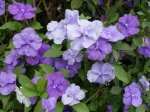 Jasmin des �les, Brunfelsia australis