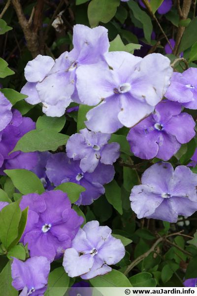 Jasmin Des îles, Brunfelsia Australis : Planter, Cultiver, Multiplier