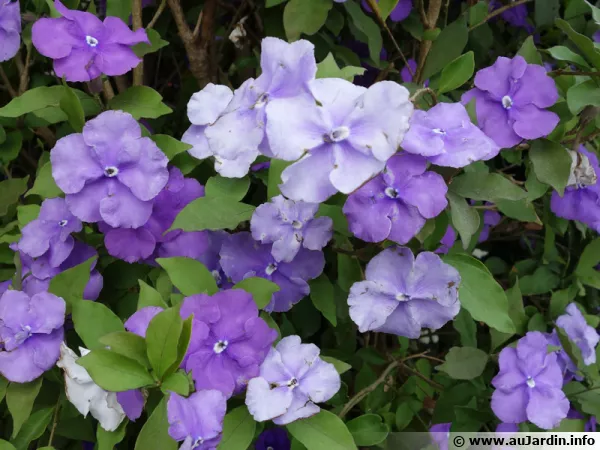 Jasmin des îles, Brunfelsia australis