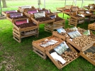 Plantation des bulbes en automne, le printemps se prpare dj !