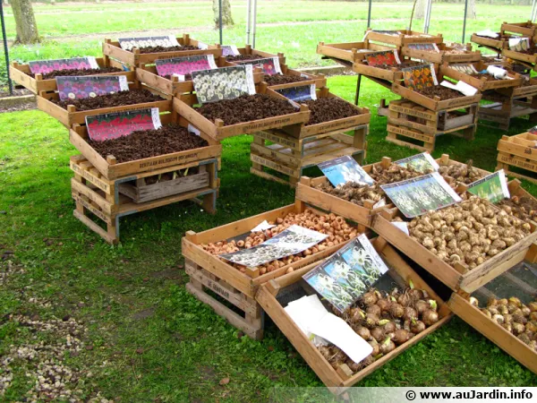 Plantation des bulbes en automne, le printemps se prépare déjà !