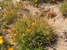 Bulbine jaune,  Bulbine frutescens