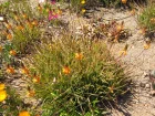 Bulbine jaune,  Bulbine frutescens