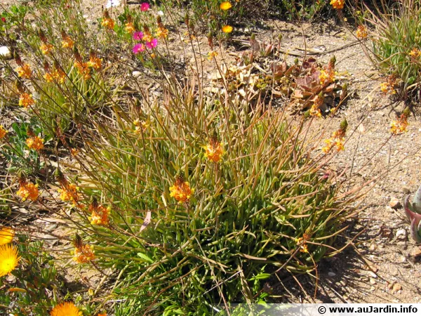 Bulbine jaune, Bulbine frutescens