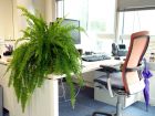 Des plantes pour le bureau