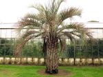 Palmier abricot, Butia capitata Palmier abricot, Butia capitata