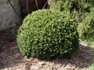 Buis, Buxus sempervirens
