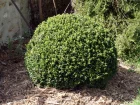 Buis, Buxus sempervirens