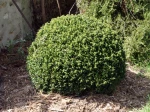 Buis, Buxus sempervirens, le topiaire id�al
