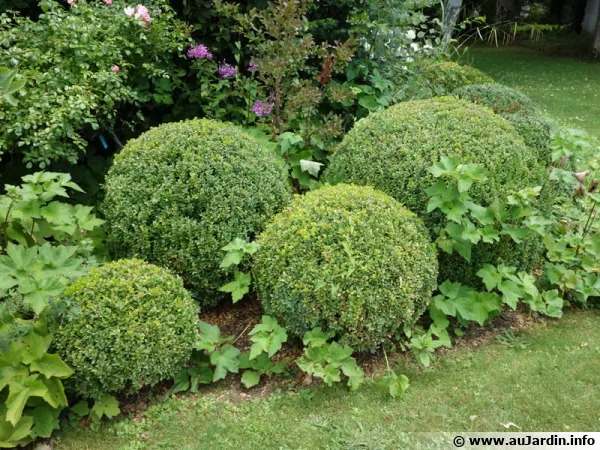 Des buis taillés en boule