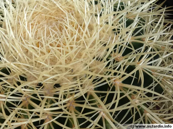 Un cactus çà pique ! Mais à quoi servent leurs épines ou aiguillons ?