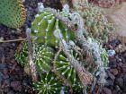 Comment récolter les graines de cactus ?