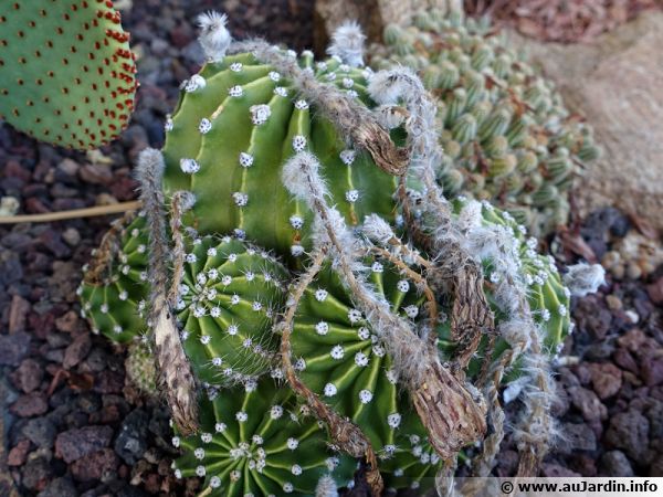 Laissez sécher les fleurs fanées et attendez que les graines des cactus soient à maturité pour les récolter