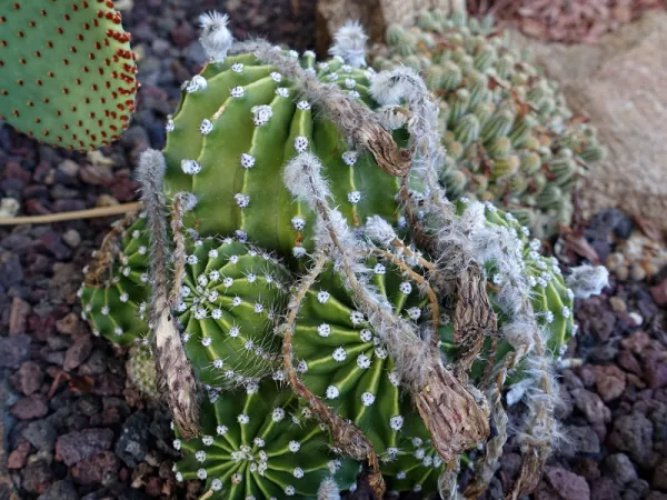 Laissez sécher les fleurs fanées et attendez que les graines des cactus soient à maturité pour les récolter