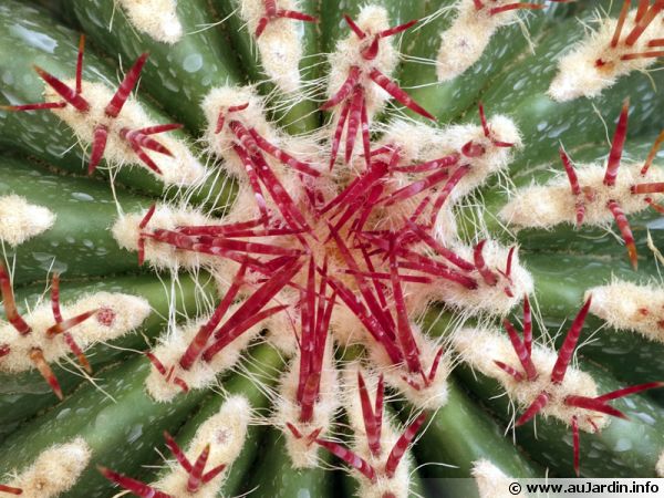 Geométrie d'un cactus