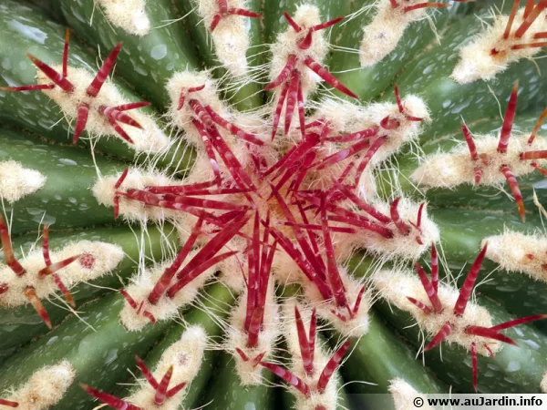 Geomtrie d'un cactus