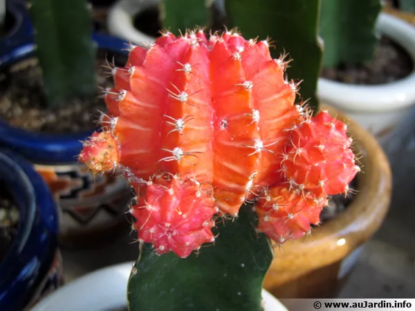 Gymnocalycium mihanovichii greff sur un cactus de type colonne