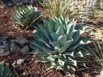 Le substrat pour cactus
