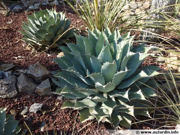 Massif de cactus avec de la pouzzolane en surface