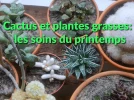 Le r�veil printanier des cactus et autres plantes grasses
