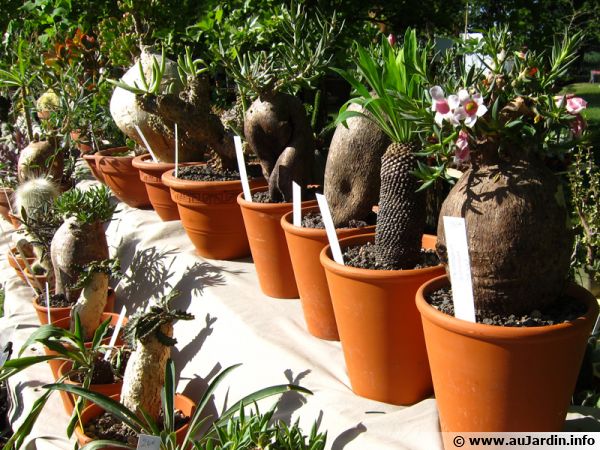 Choisissez des cactus sains lors des expositions-ventes pour éviter l'arrivée de parasites dans votre collection de succulentes