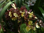 Calanthe hybride