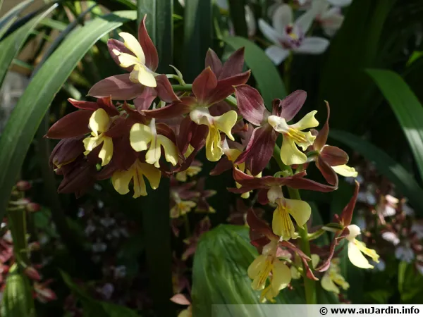Calanthe hybride