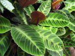 Feuillage de Calathea, Plante paon