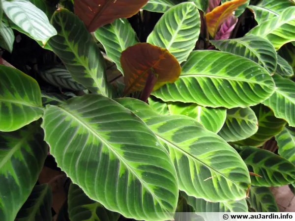 Feuillage de Calathea, Plante paon