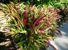 Calath�a velours, Calathea rufibarba