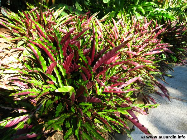 Calatha velours, Calathea rufibarba