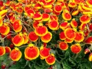 Calc�olaire calynopsis, Petite pantoufle, Calceolaria 'Calynopsis'