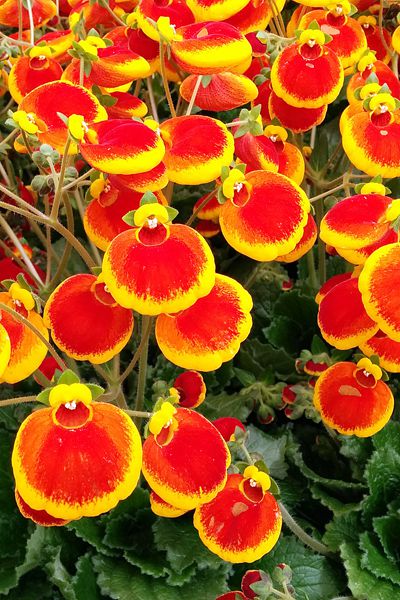 Calynopsis Calcéolaire calynopsis, Petite pantoufle, Calceolaria 'Calynopsis ...