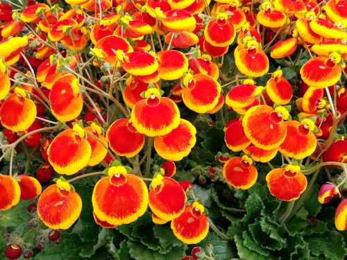 Calynopsis Calcéolaire calynopsis, Petite pantoufle, Calceolaria 'Calynopsis ...