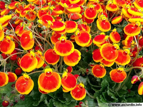 Calceolaire calynospsis, Petite pantoufle, Calceolaria 'Calynopsis'