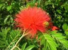 Arbre aux houppettes, Calliandra eriophylla