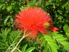 Arbre aux houppettes, Calliandra eriophylla